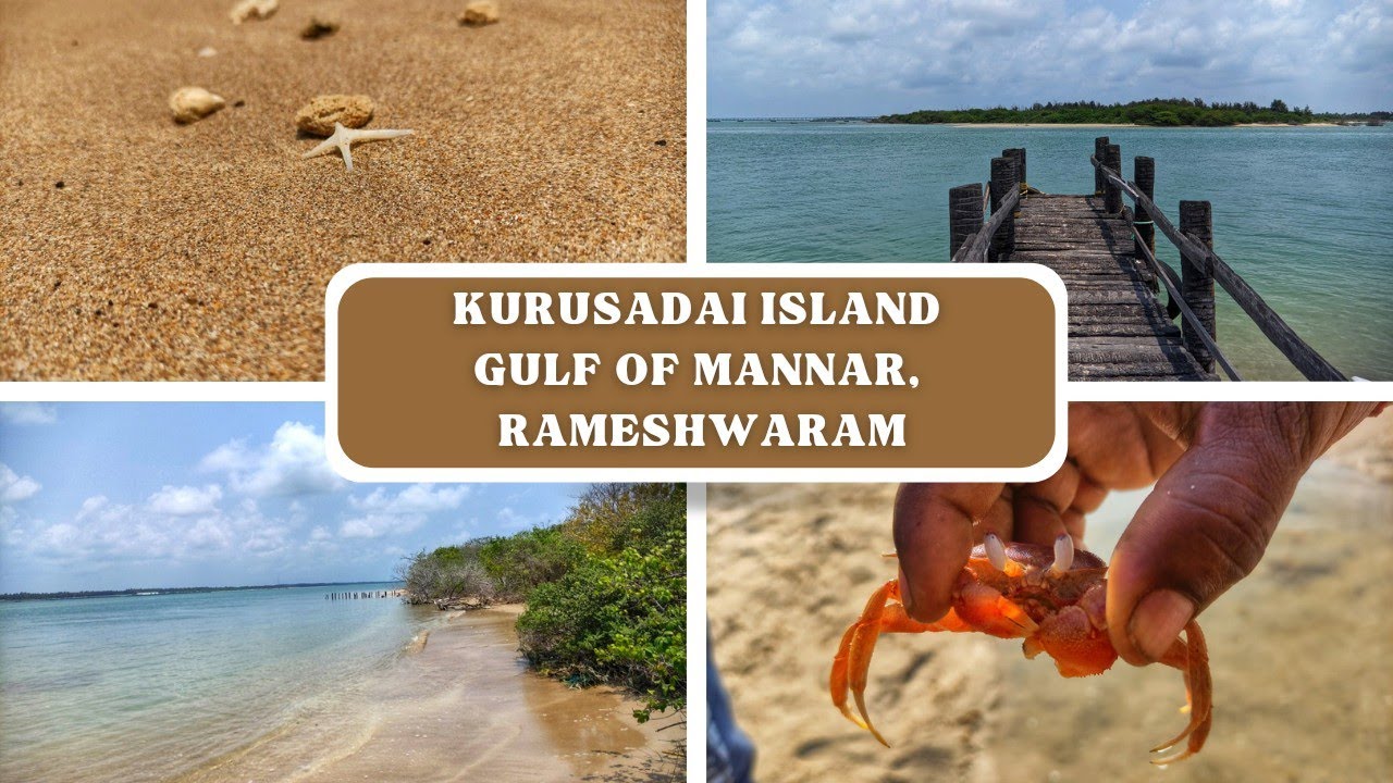 Kurusadai Island in Gulf of mannar marine national park • New place to visit at Rameshwaram
