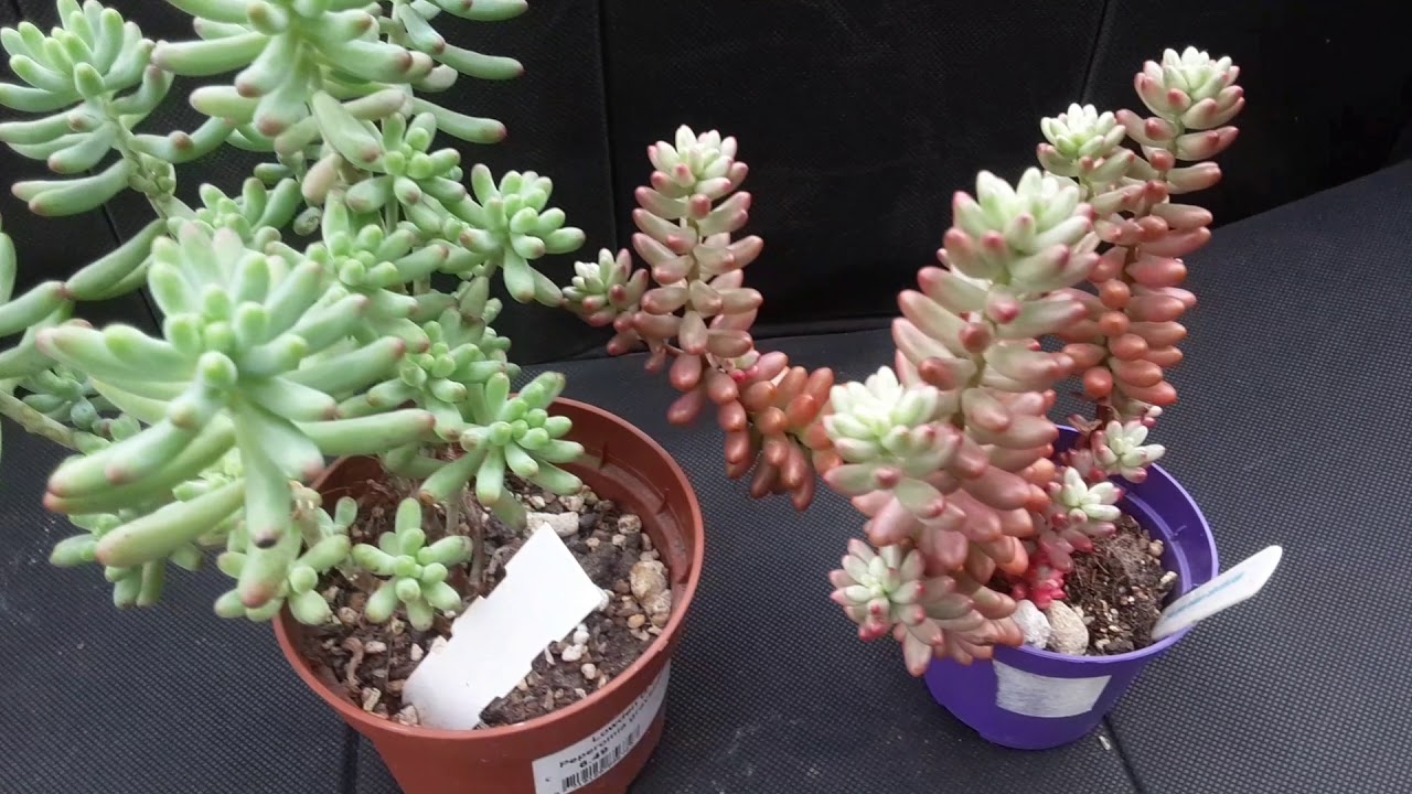 Porównanie rozchodników | sedum morganianum, burrito, rubrotinctum i pachyphyllum