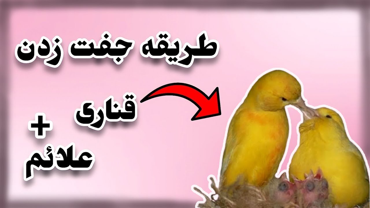 طریقه صحیح جفت زدن قناری + علائم جفت شدن قناری ها