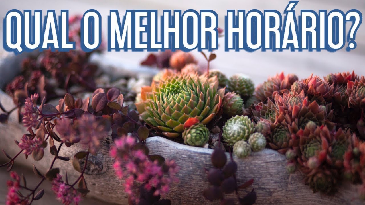 Por que REGAR SUCULENTAS e CACTOS à NOITE ?