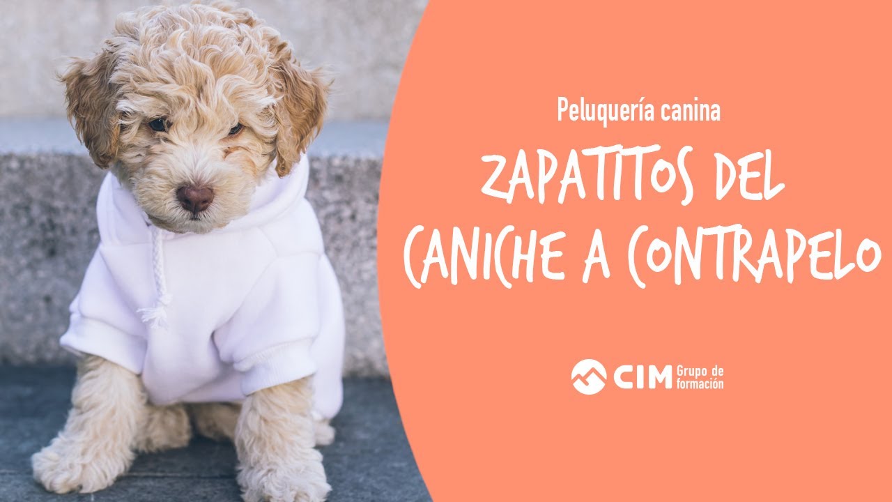 Zapatitos de caniche a contrapelo | CIM Formaci&oacute;n