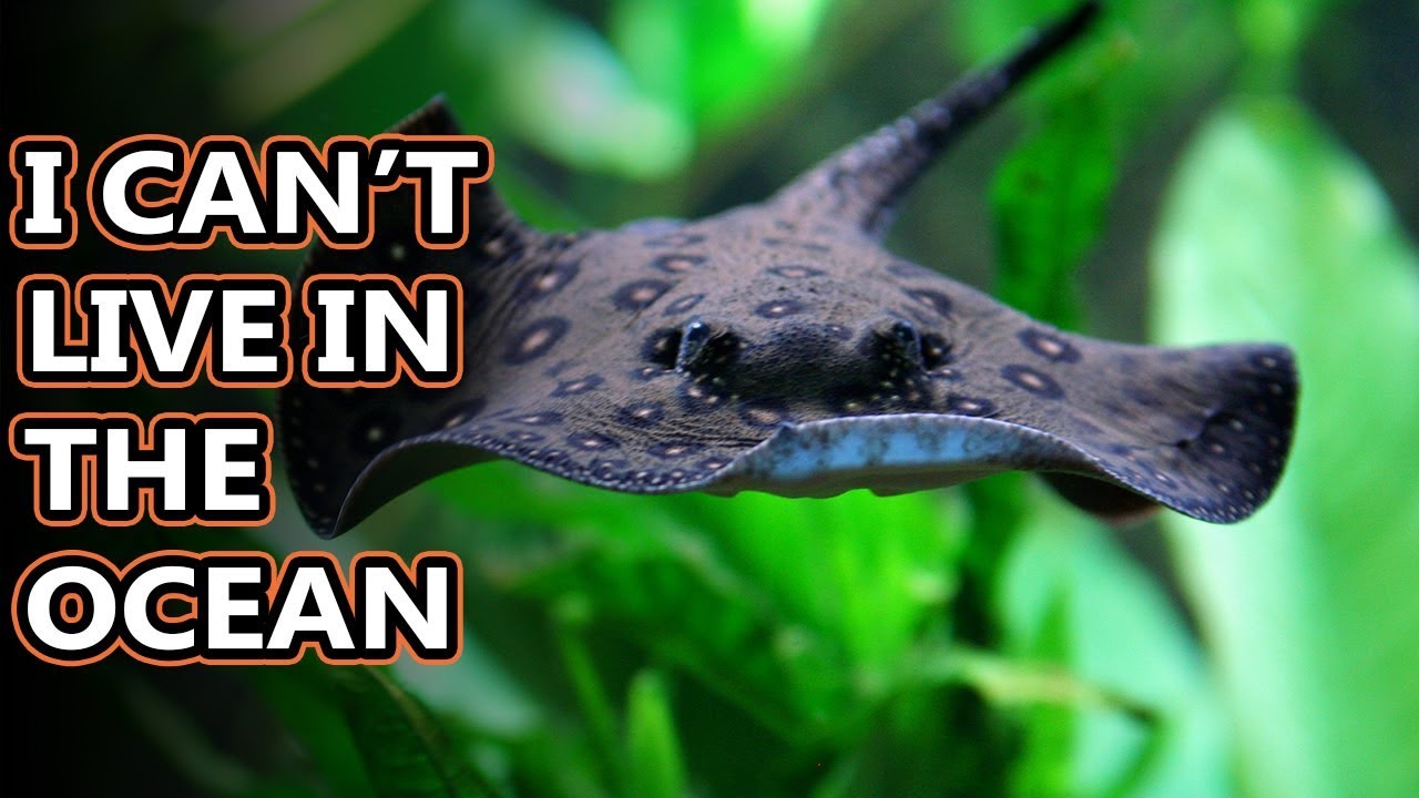 Freshwater Stingray facts: the freshest fish (I'm so sorry) | Animal Fact Files