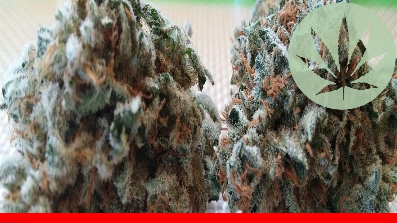 Nightfire Og - All About This Strain