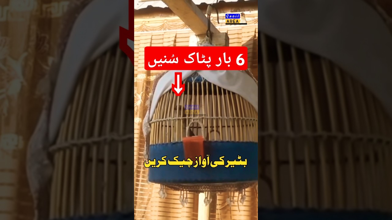 Quail Calling Six Times in Cage | Batair KiAwaz | بٹیر کی صاف آواز #quailhunting #commonquailsounds