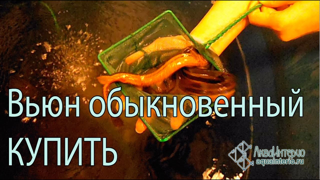 Вьюны обыкновенные (Misgurnus fossilis) - купить в СПб Энгельса 27  +7(812)244-02-03