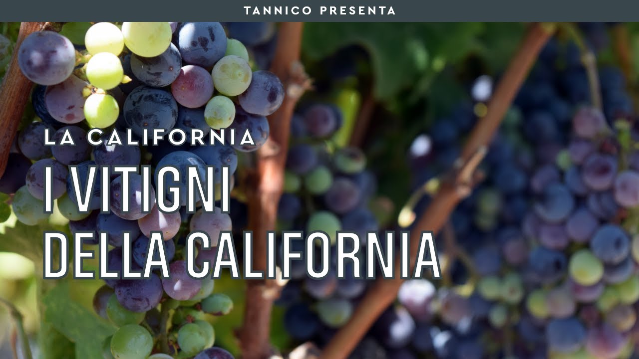 I vitigni californiani, dallo Zinfandel al Cabernet Sauvignon | Tannico Flying School