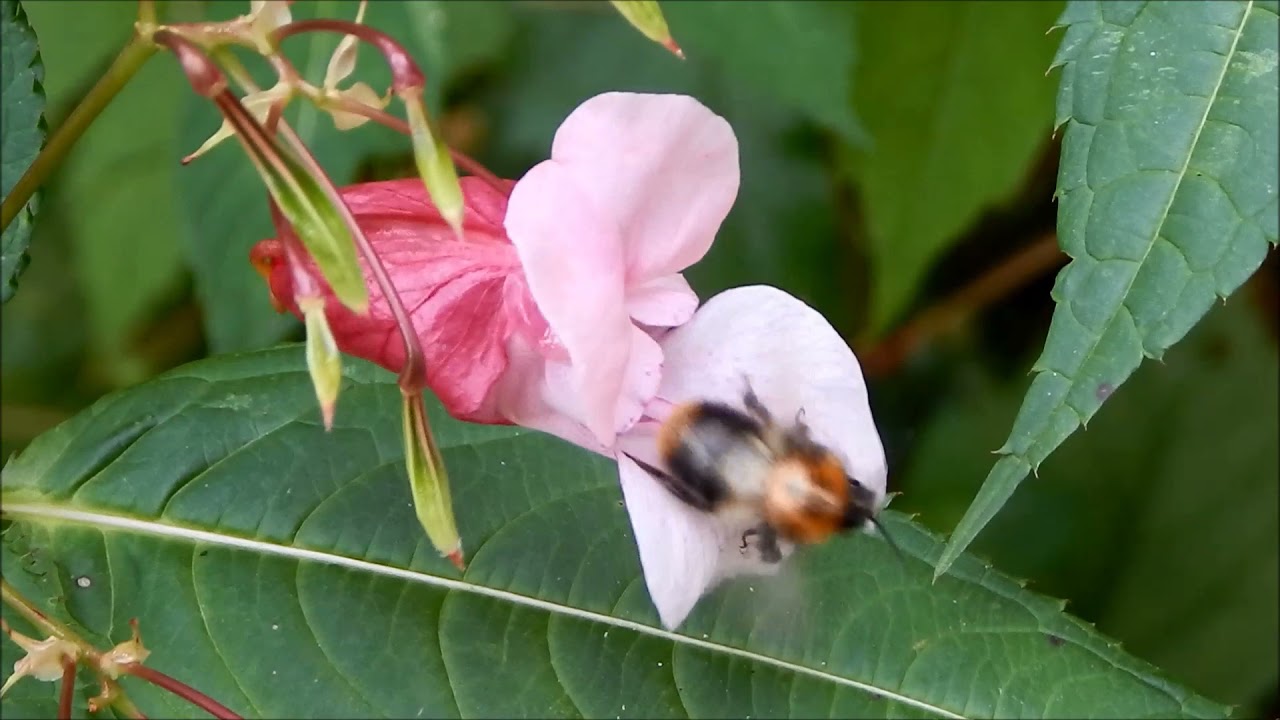 RELAX / HD / BITINĖS SPRIGĖS IR BITĖS / su bičių duzgimu / KLAUSYTI PER AUSINES - STARt