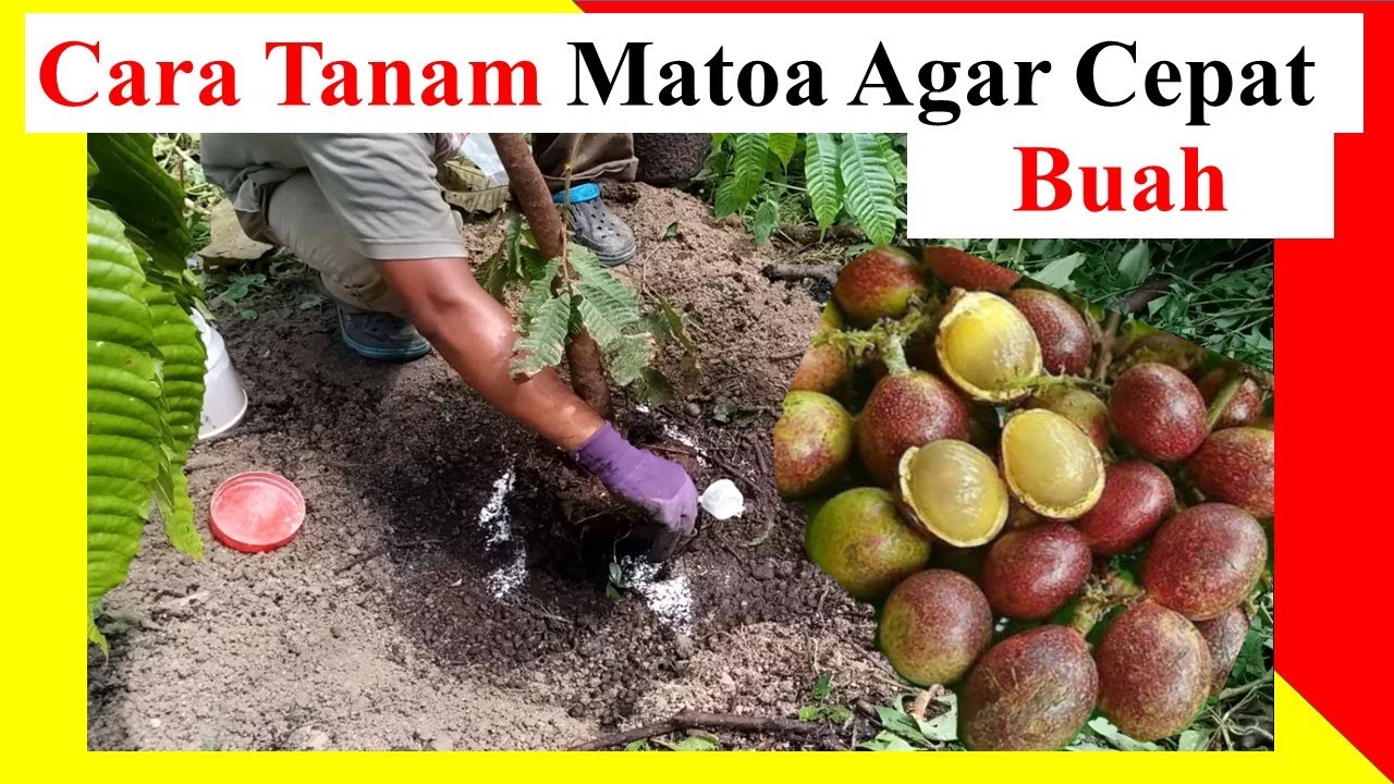 Cara tanam Pokok Matoa agar cepat berbuah | Planting Pometia pinnata | cara tanam buah kristal