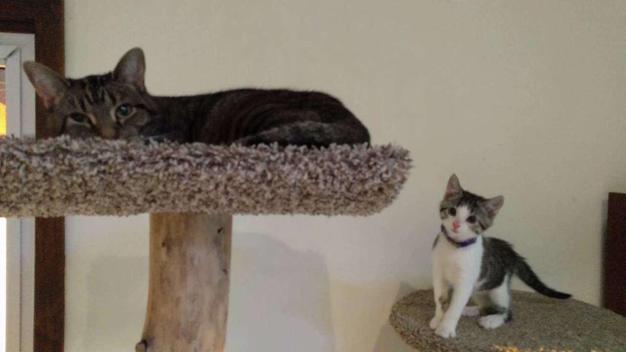 Custard Explores - Unedited Full Video