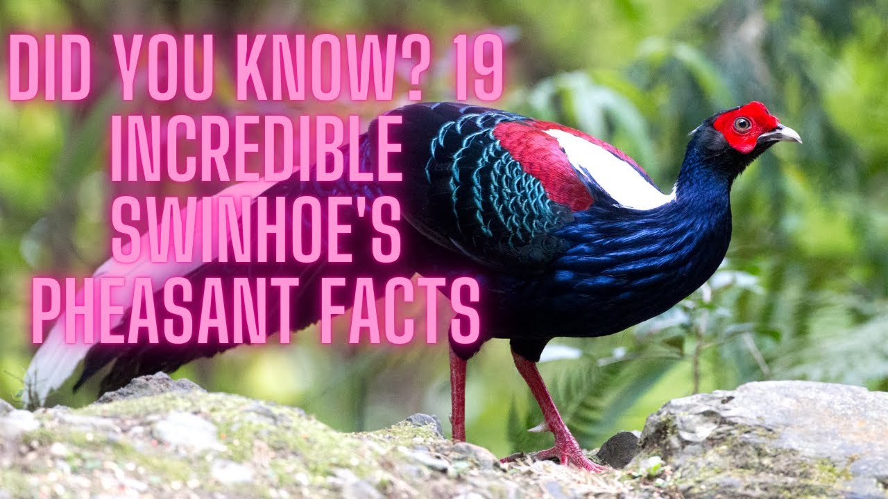 Did You Know? 19 Incredible Swinhoe's Pheasant Facts
