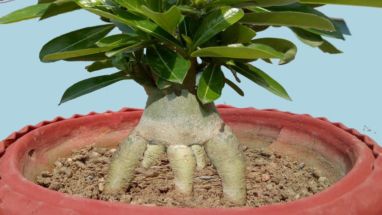 Root Training of a Wonderful Adenium Bonsai (with update)