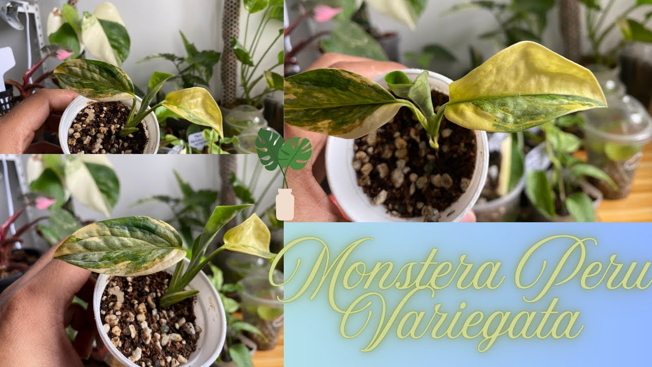 This Plant Grows Like THIS? 😱 (Monstera Peru Variegated Exposed)