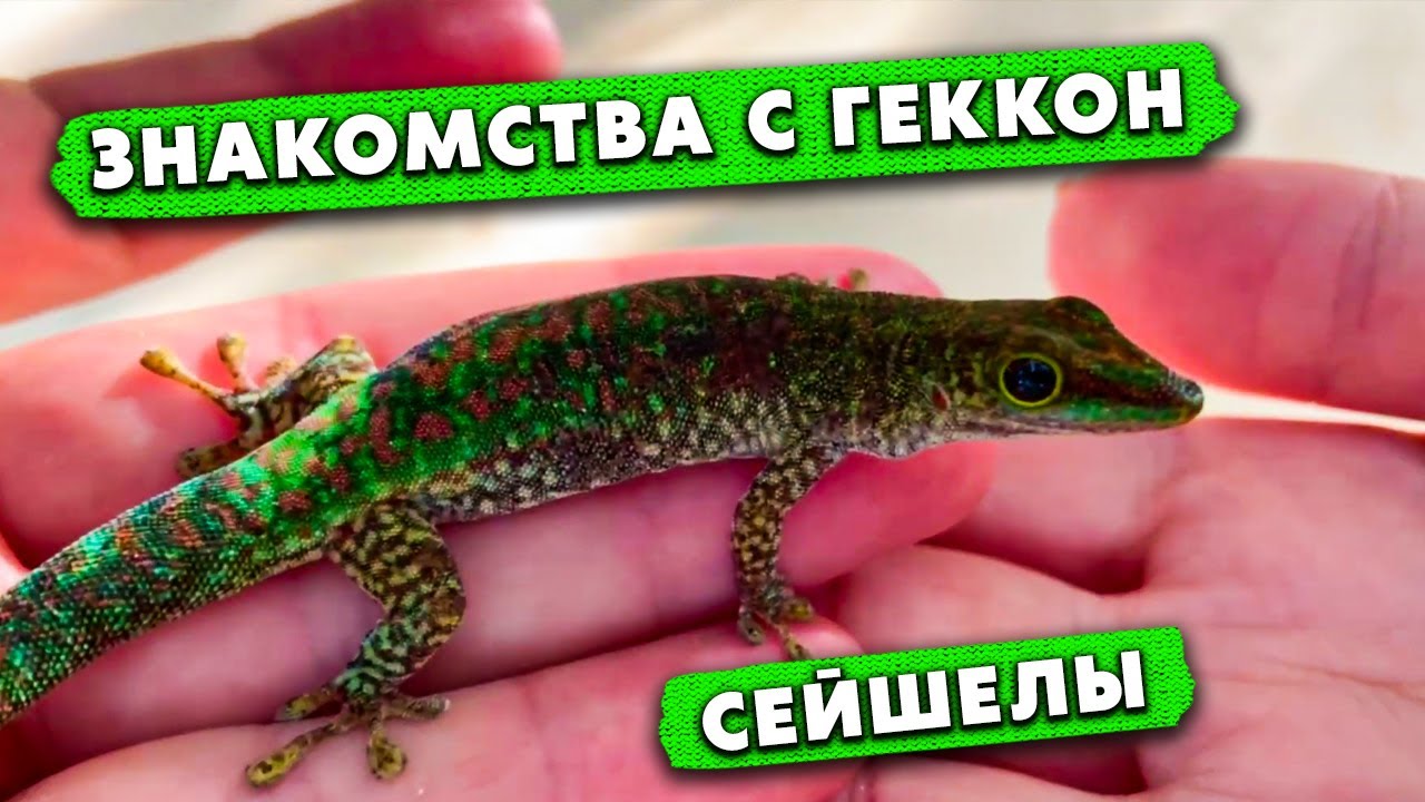 Заключительный день на Сейшелах / Знакомства с Геккон /  Восьмой день на Острове