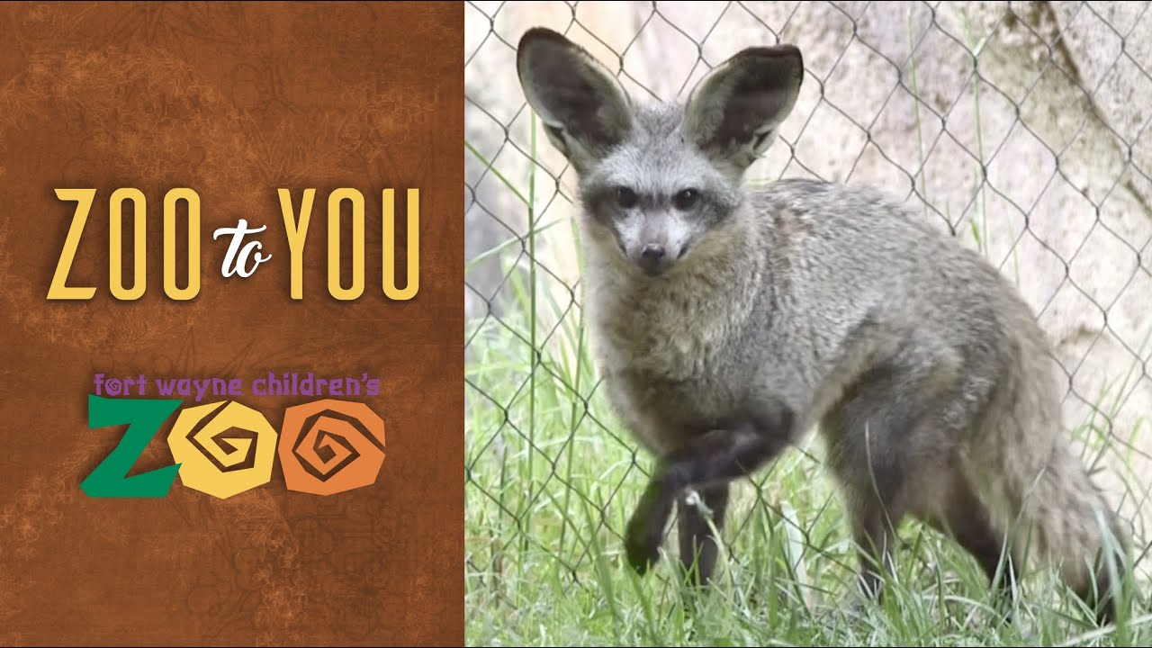 Fort Wayne Children’s Zoo: Treat Time with Bat-Eared Foxes
