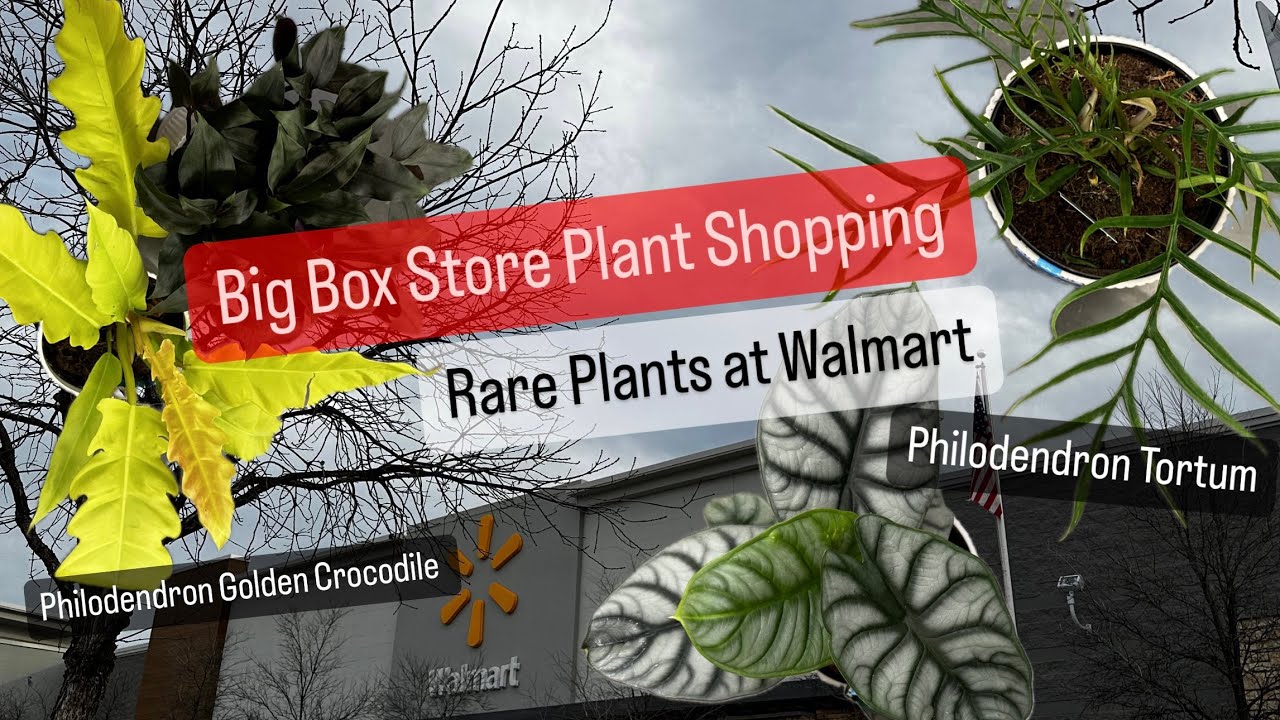 Big Box Store Plant Shopping Walmart Rare Philodendron House Plants Restock