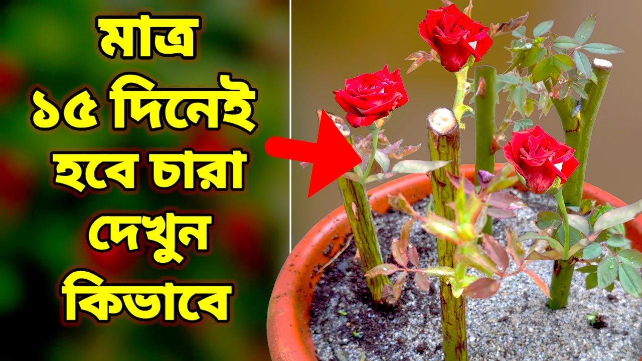 গোলাপের চারা করুন - এই নিয়মে 100% সাকসেস হবে | How To Grow Rose Cuttings With Honey