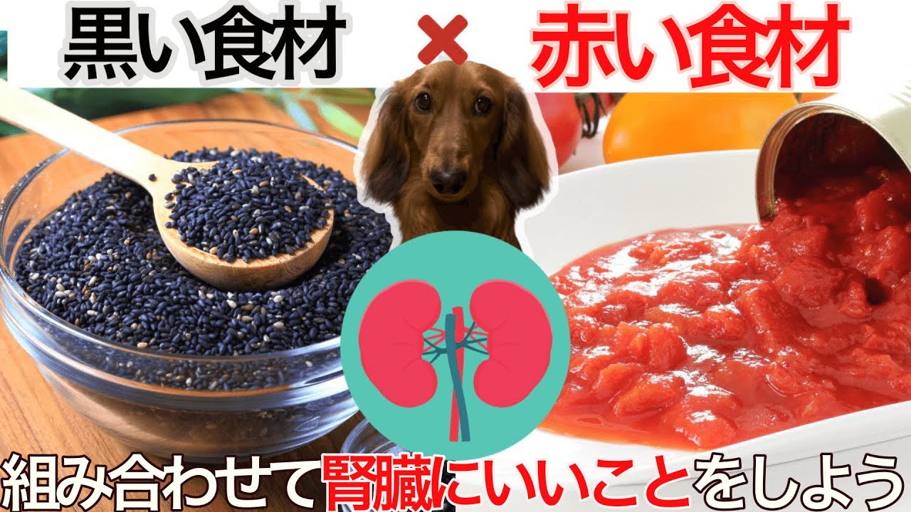 【犬　腎臓】食材を組み合わせて腎臓にいいことをしよう