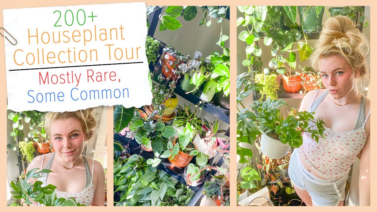 200+ Houseplant Collection Tour | Summer 2020