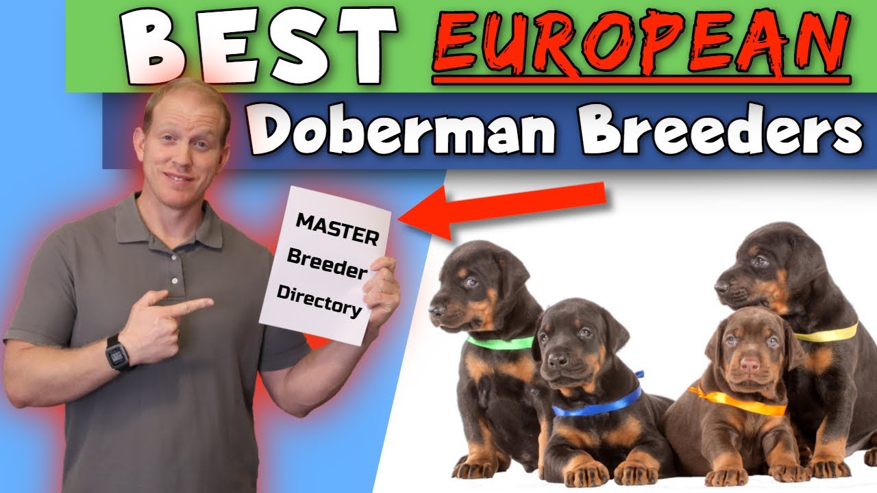 Finding European Doberman Breeders: The BEST Directories and Resources