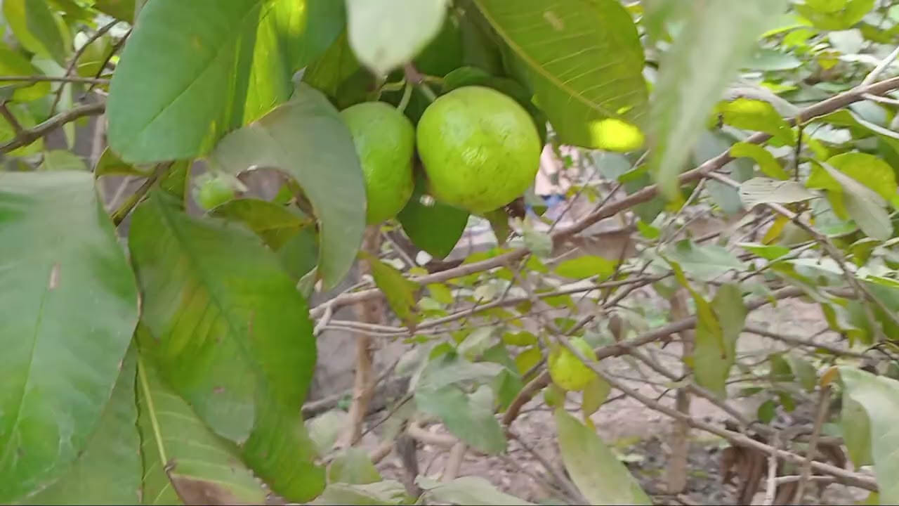 siyal ke phal ko kise mota or garne se bachana hay#guavafruits #viral #tarand#videovaril