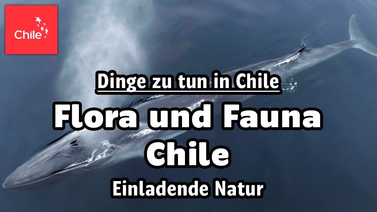 Dinge zu tun in Chile: Flora und Fauna Chile - Einladende Natur
