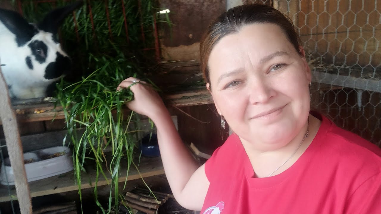 Putem să dăm la iepuri iarbă verde ? ( Cum pregătim corect iarba verde pentru iepuri )