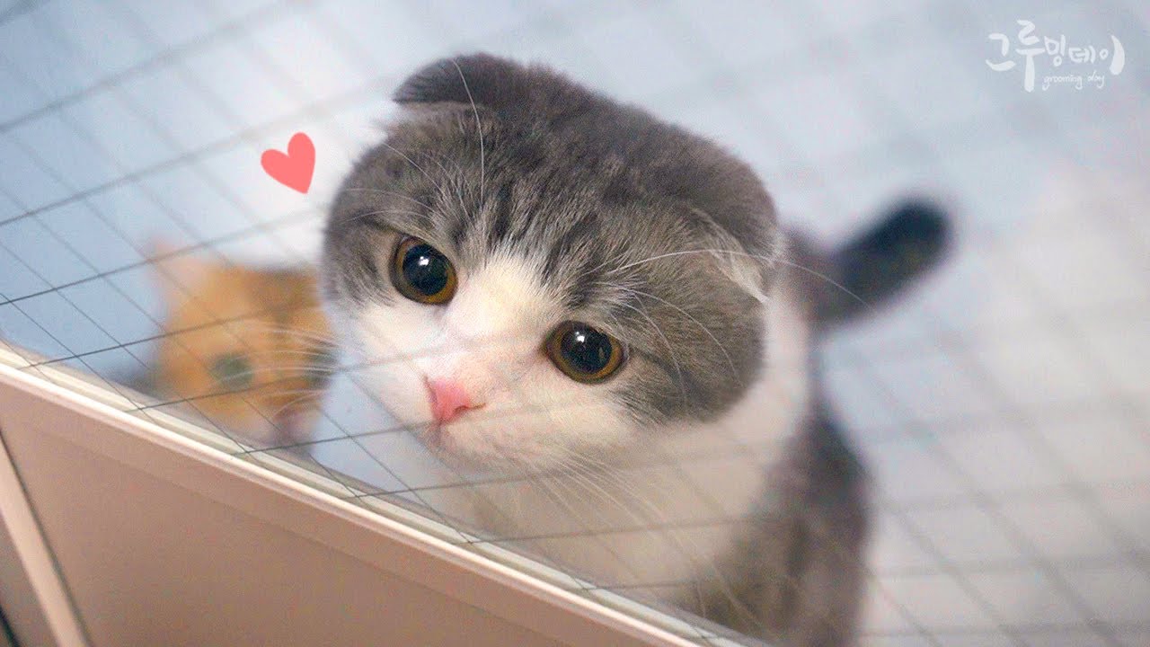 간식 사오라고 신신당부하는 고양이 ㅋㅋㅋ
