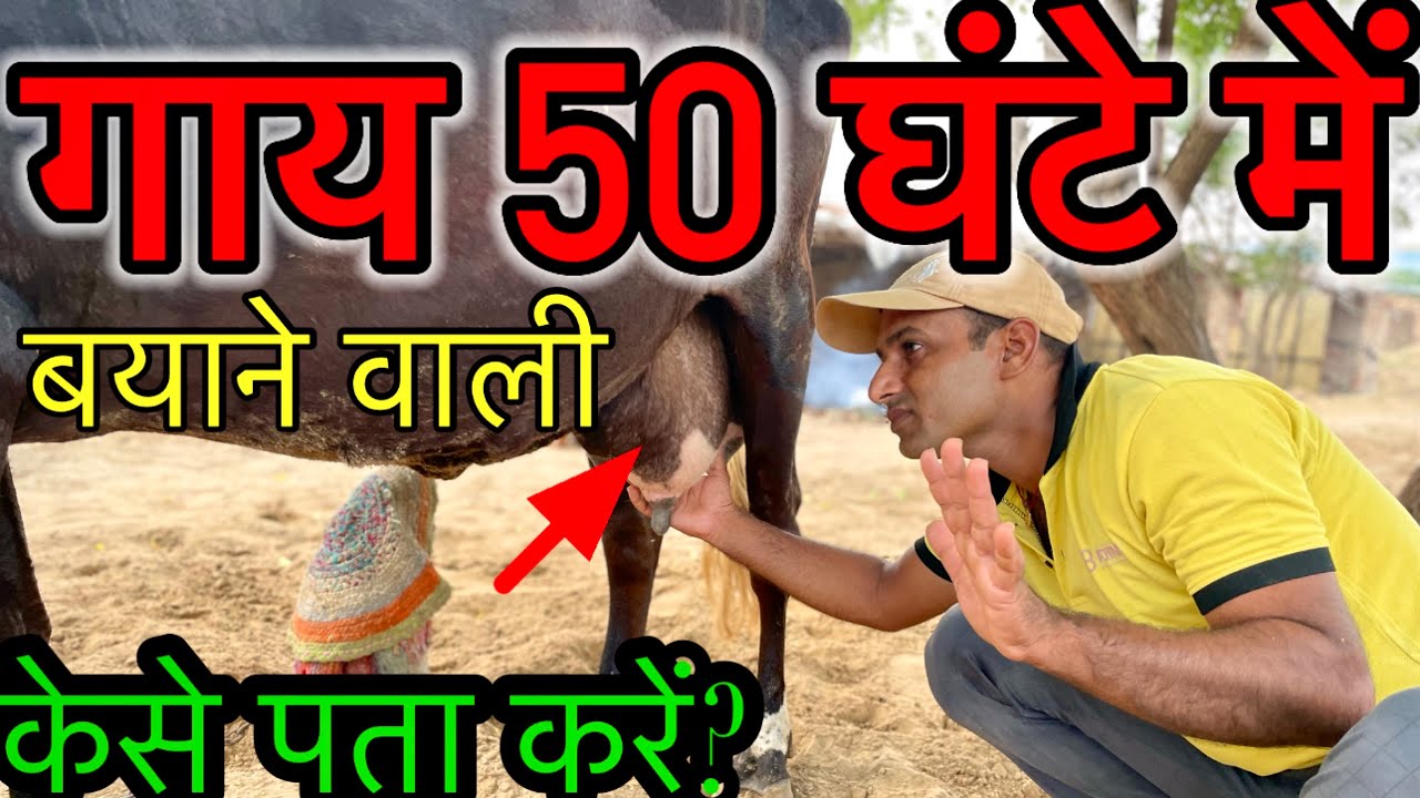 आपकी गाय 50 घंटे के भीतर बयाने वाली । केसे पता करें । Symptom Of 9 month paregnet cow |