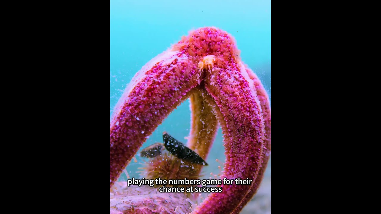 The starfish's breeding spree becomes a buffet for the entire ocean floor! #animals #earth