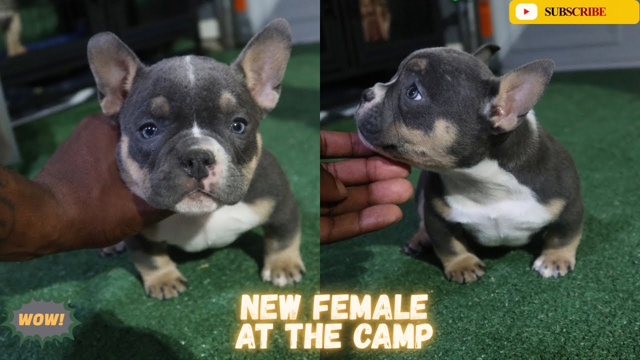 Buying A Next Level Nano Pootie Tang Granddaughter In Atlanta