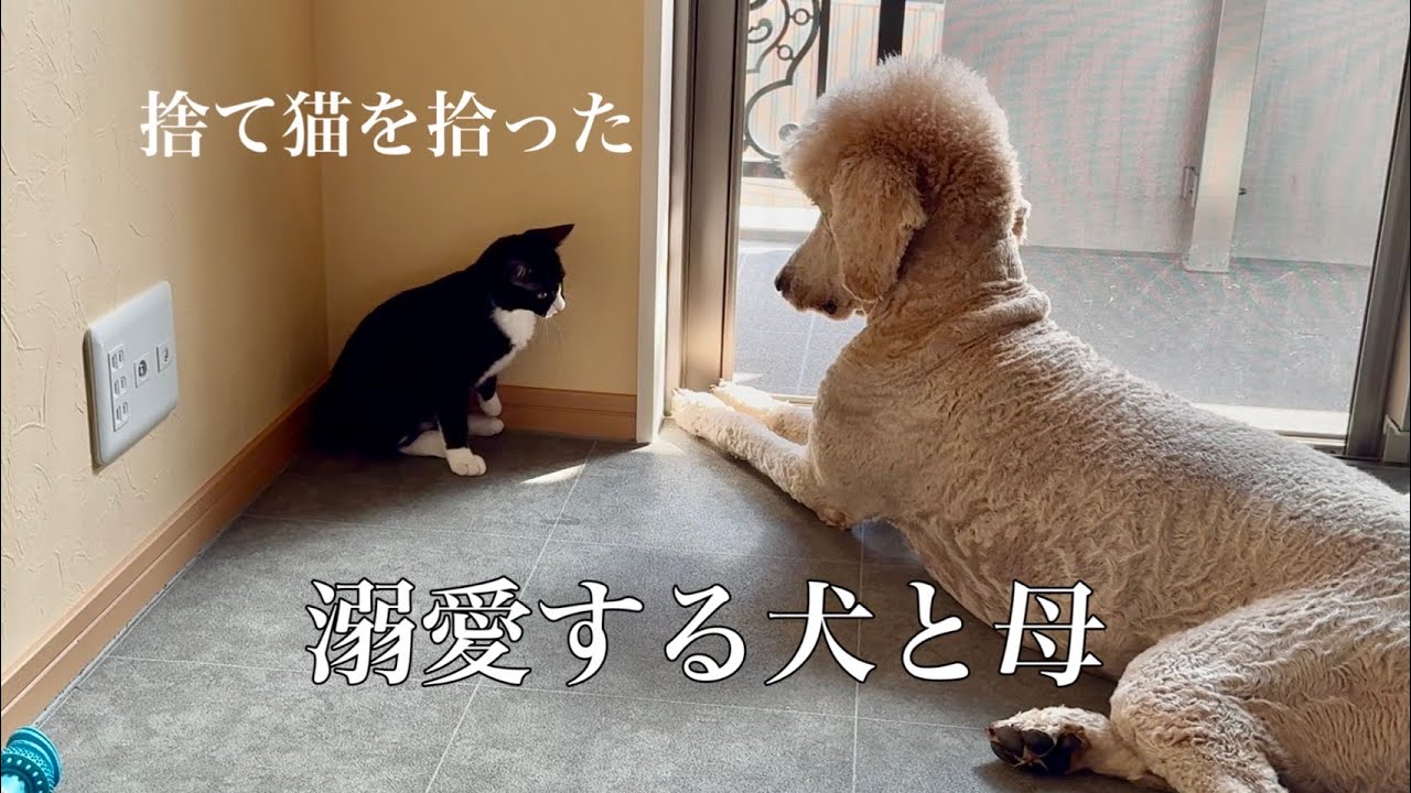 【捨て猫と犬】犬派だった母が家の前に倒れていた子猫を保護して溺愛　| 野良猫|スタンダードプードル|売れ残り|熊本