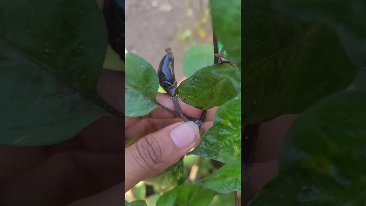 #blackchilli#garden #shorts #shortsvideo