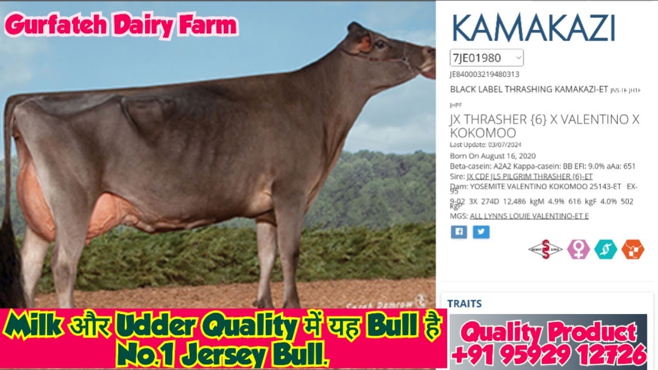 WWS का बहुत ही शानदार Jersey bull KAMAKAZI. Milk और Udder quality में No.1 Bull.+91 95929 12726