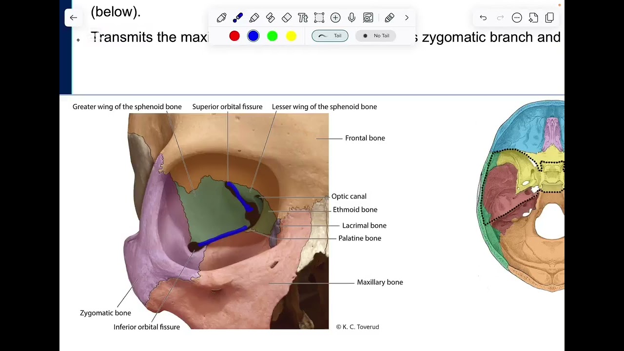 المحاضرة الاولى انتومي (CNS)كلية الطب البشري ج البترچي