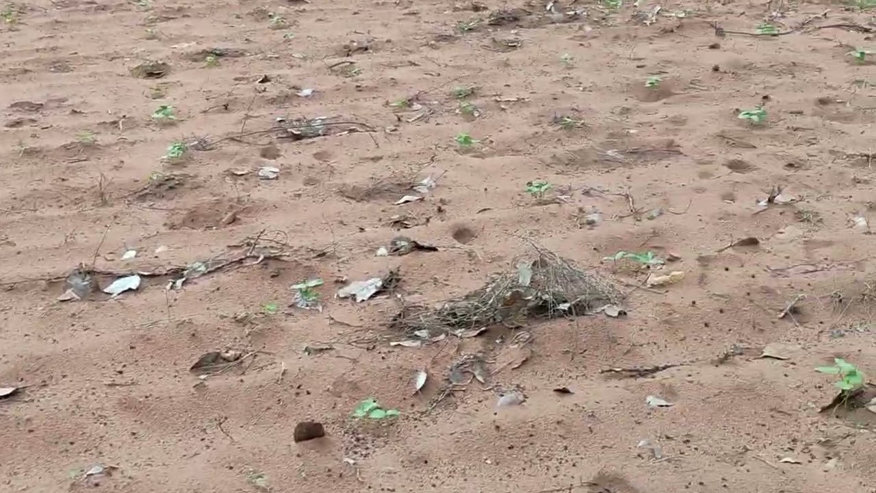 Choveu  muito no sítio, está tudo verde
