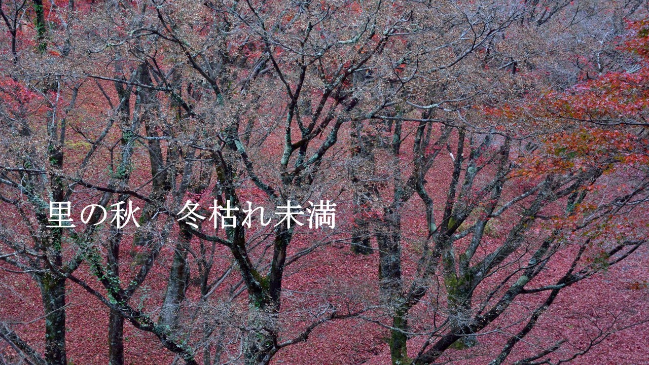 日に日に秋は深まり、冬に向かっていきます。【自然風景】 Autumn forest