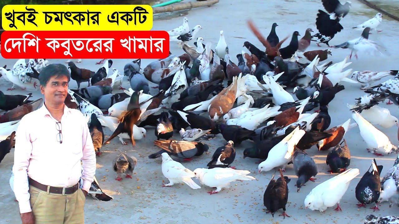 প্লান অনুযায়ী দেশি কবুতর পালন করলে বাড়তি আয় করা সম্ভব জানালেন এই খামারি | Bangladesh Pigeon Farm