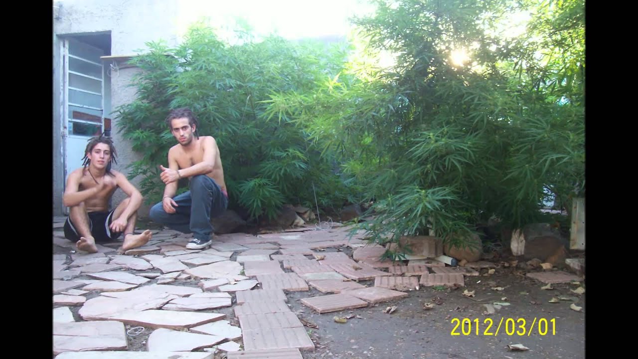 Mega Cultivo marihuana- La vela El limbo