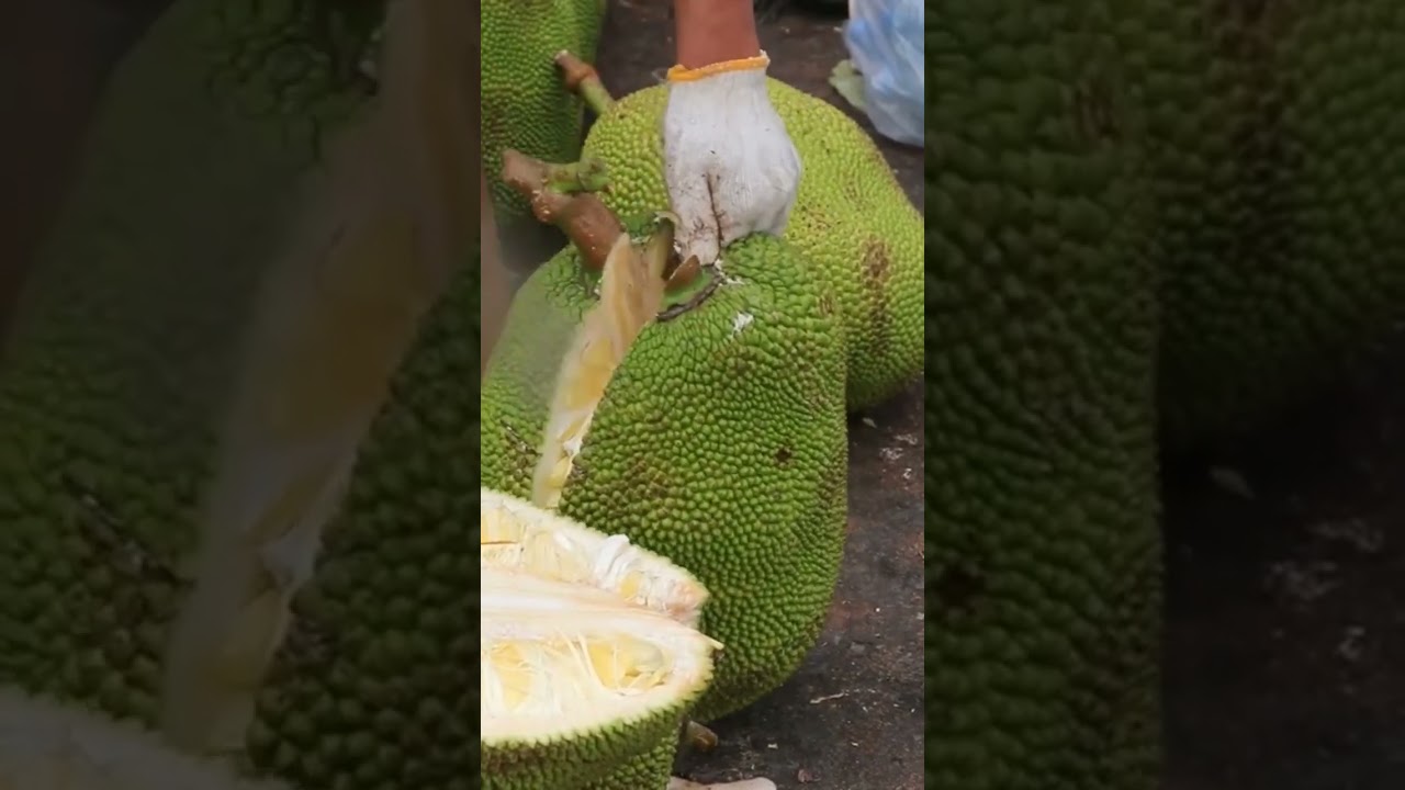 Jack Fruit Cutting 1000 pieces everyday #shorts #jackfruit