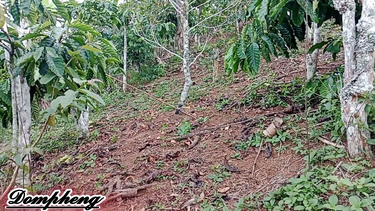 Dompheng Poin Ke 127. BL penunggu batang cengkeh lokasi pematang panjang