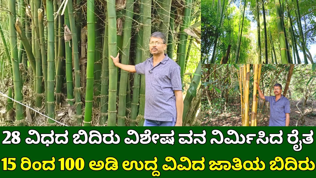 15 ರಿಂದ 100 ಅಡಿ ಉದ್ದದ 28 ಜಾತಿಯ ಬಿದಿರು ಕೃಷಿ | 28 different types of bamboo | bamboo farming kannada
