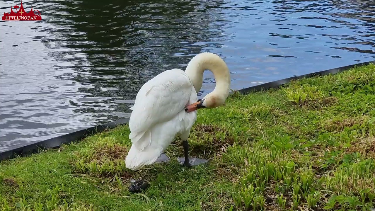 Witte zwanen @Efteling 2021