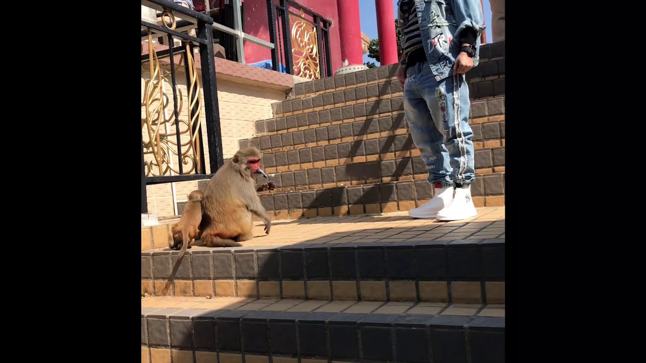 Monkeys 🐒 🐒  in 10k Buddhas Monastery