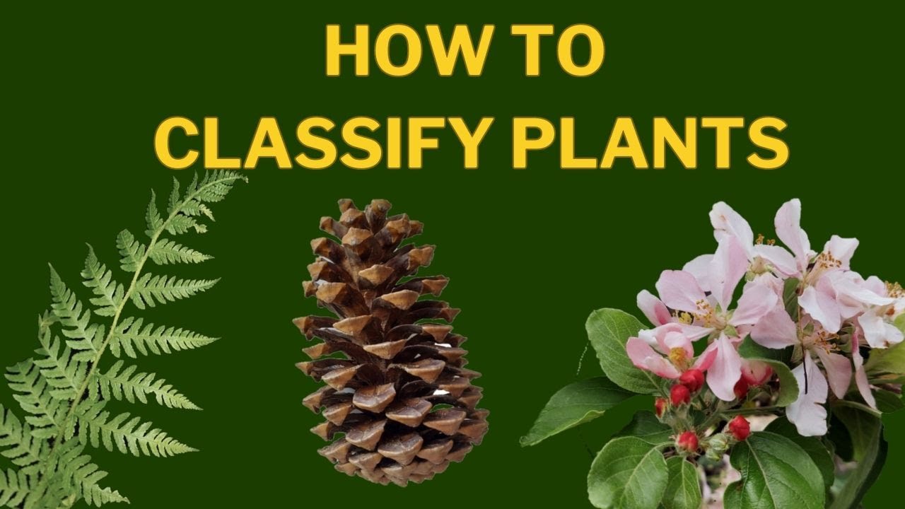 Learn Plant Classification |  The Plant Kingdom