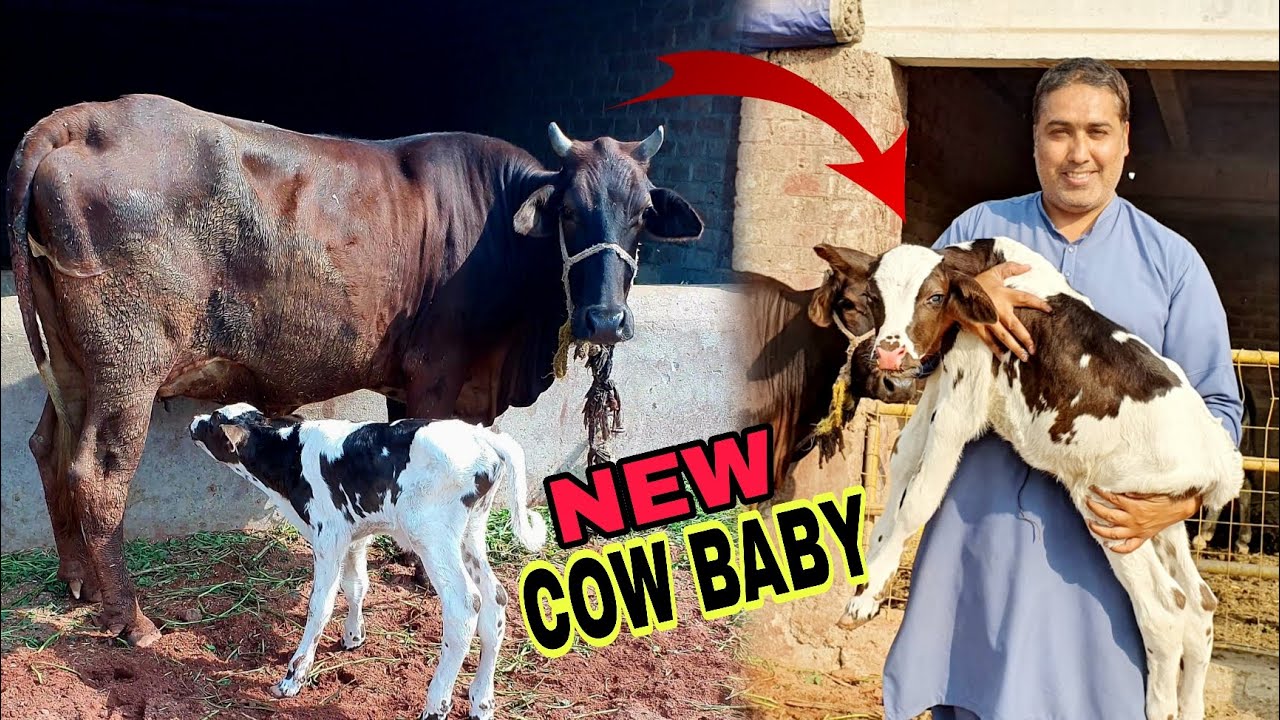 Cow Nay First Baby Di Diya|🥰