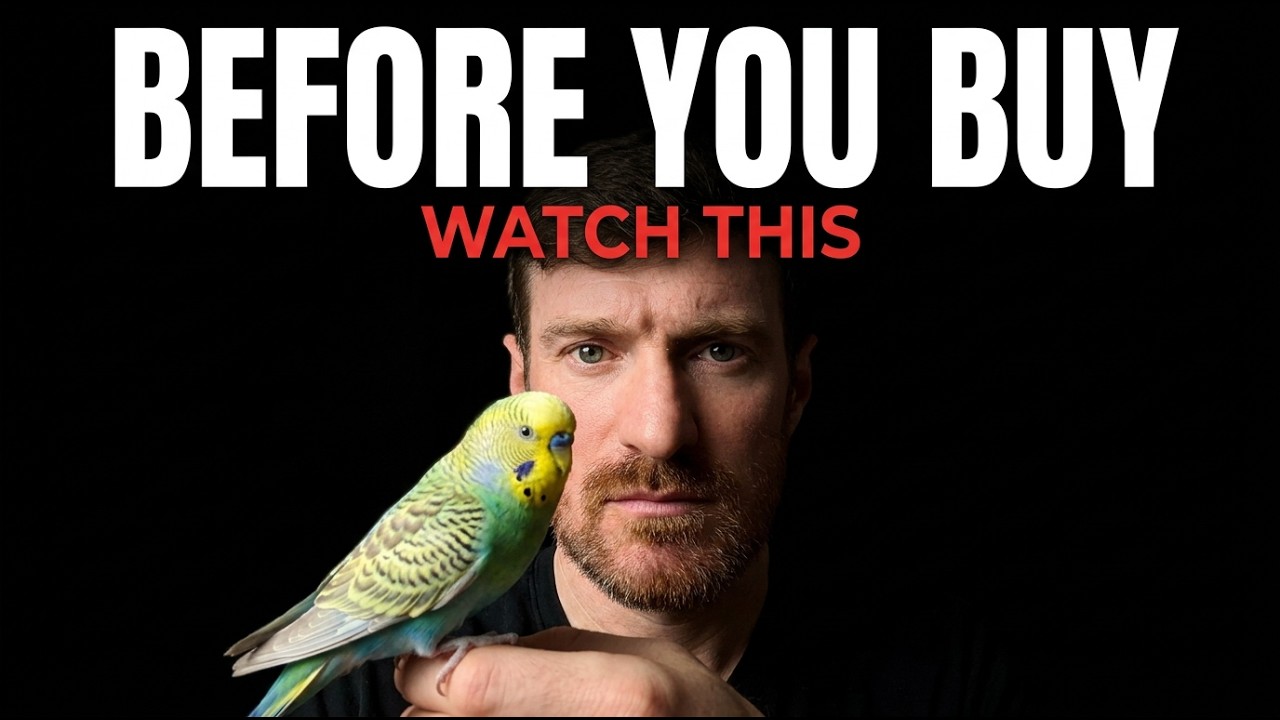 What I Wish I Knew Before Getting Budgies (Honest Truth)
