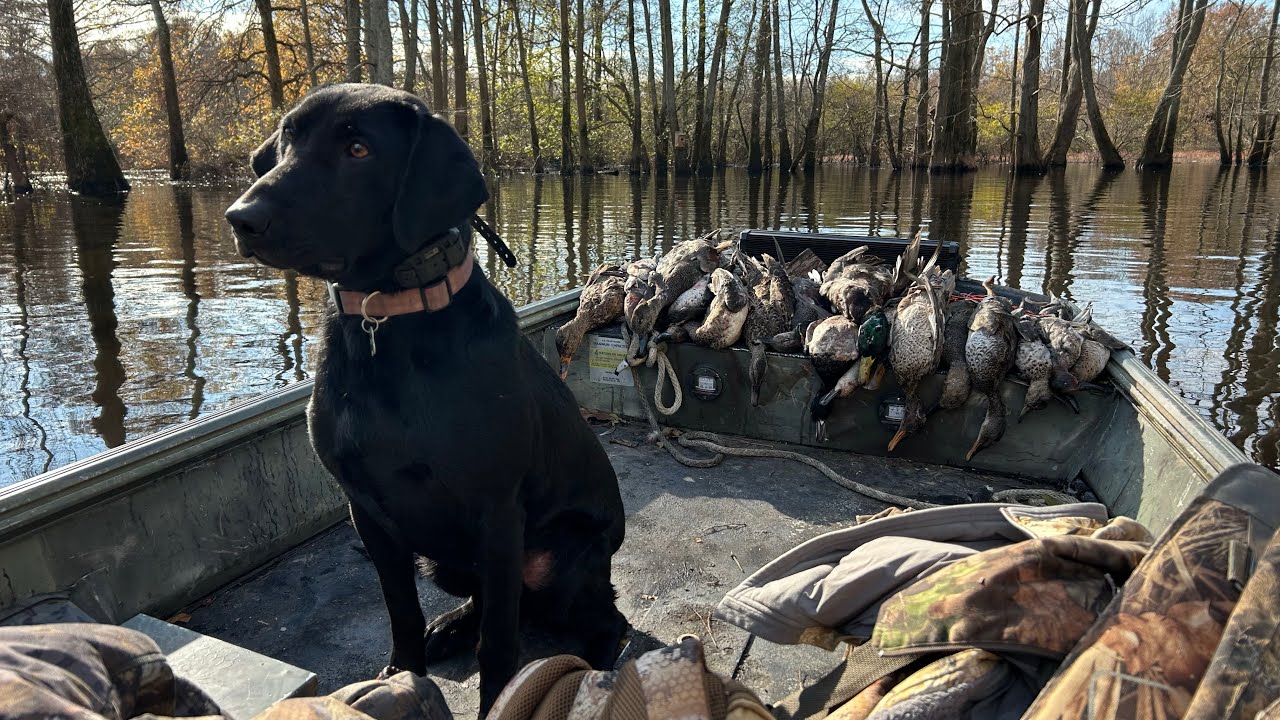 Hunting the TN duck opener '24. Opening Day.