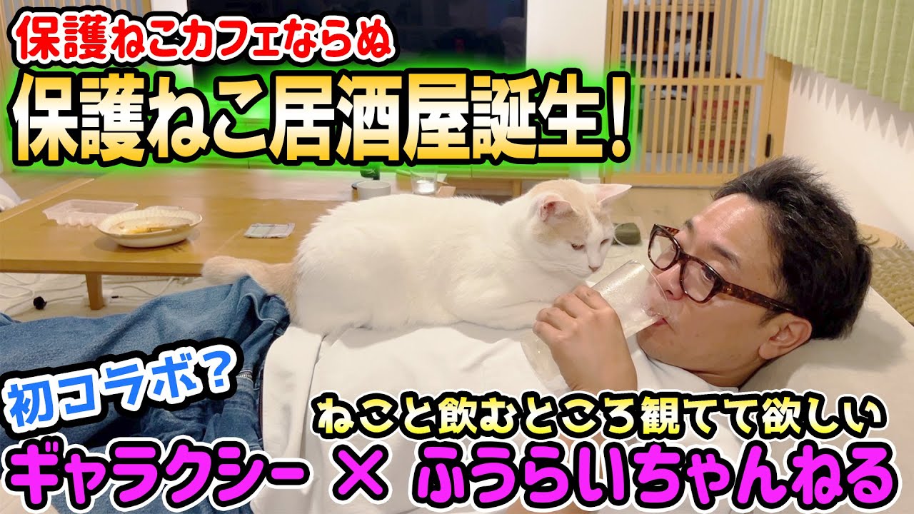 保護ねこ居酒屋が誕生！サンシャイン池崎が保護ねことまったり自宅で飲むところを観てて欲しい！ギャラクシーちゃんねると夢のコラボ！？