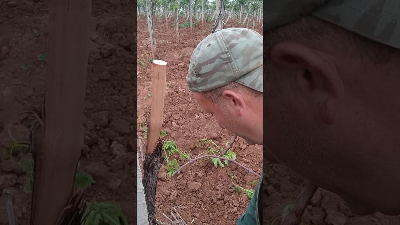 Greffage de vigne greffé déja par dattier de Beirut a chasselas