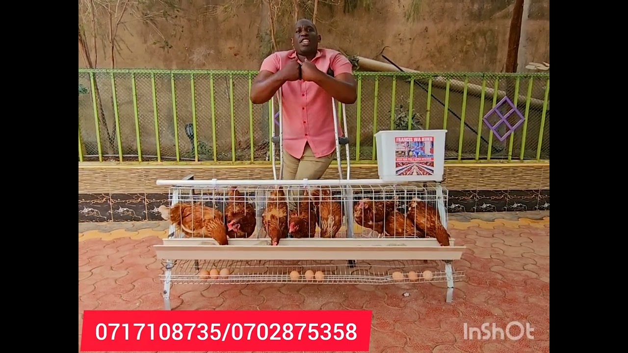 HOW YOU CAN HARVEST EGGS IN BALCONY 12 BIRDS laying cage and feeds.0717108735/0702875358